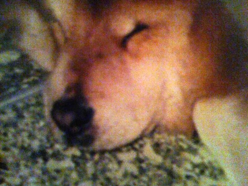 SWEET DREAMS BABY