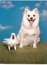 Sierra and her best buddy Sydney the cockatoo.