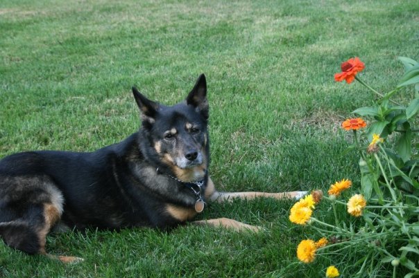 I never met a doggie that liked to stop and smell the flowers till we had Tasha come to live with us!