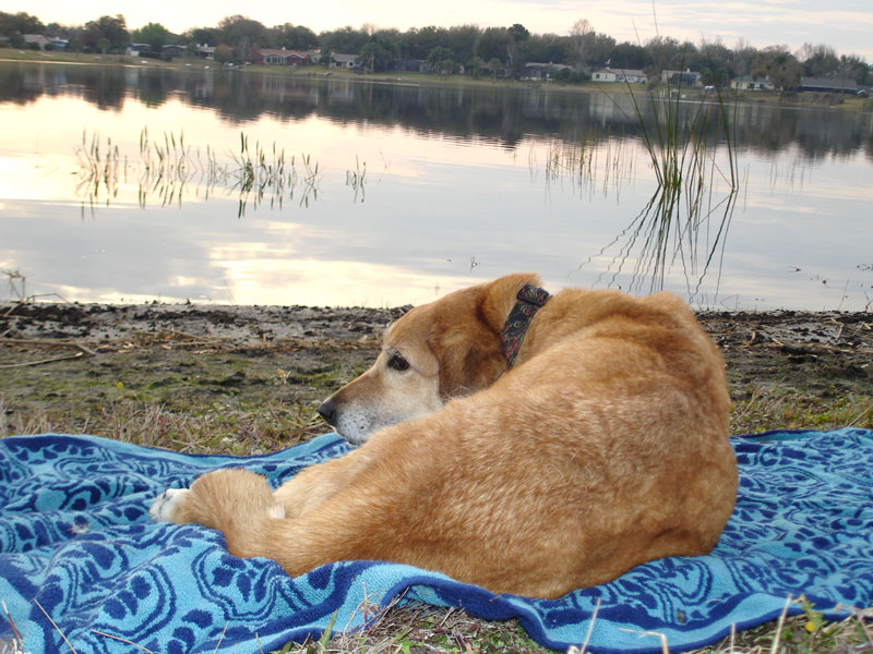 Tillie's last sunset by her beach