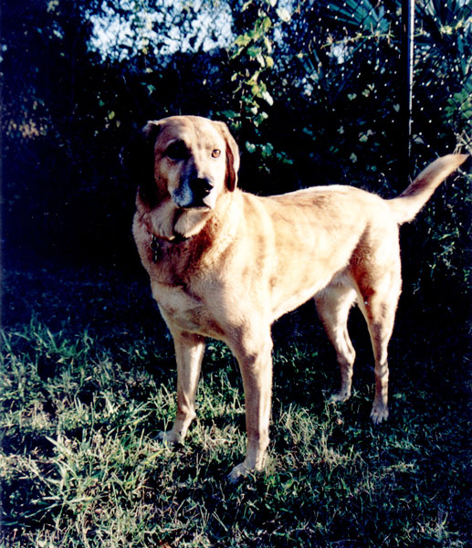 Tillie patrolling the yard