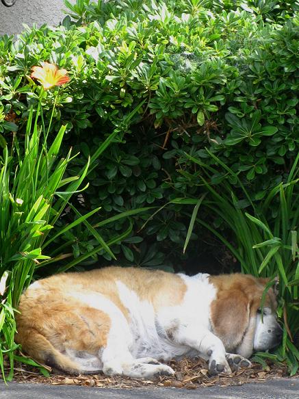 Sun tanning - nothing like a warm fur girl