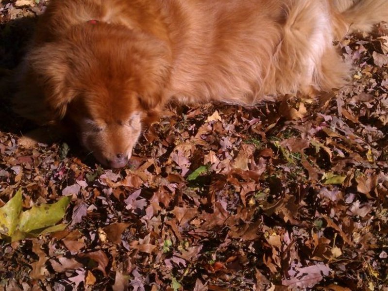 Sitting In The Leaves Was His Favorite<3 (Fall 2011)