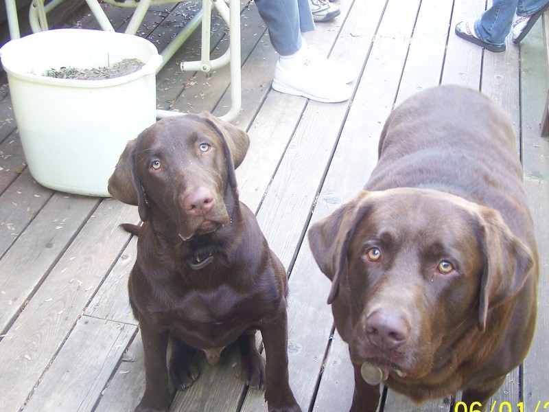 Uno with his Dad Buck, Uno is on left.