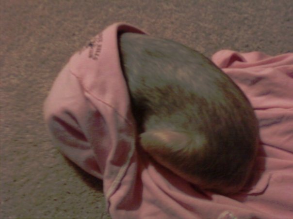 Wasabi sleeping in my shirt