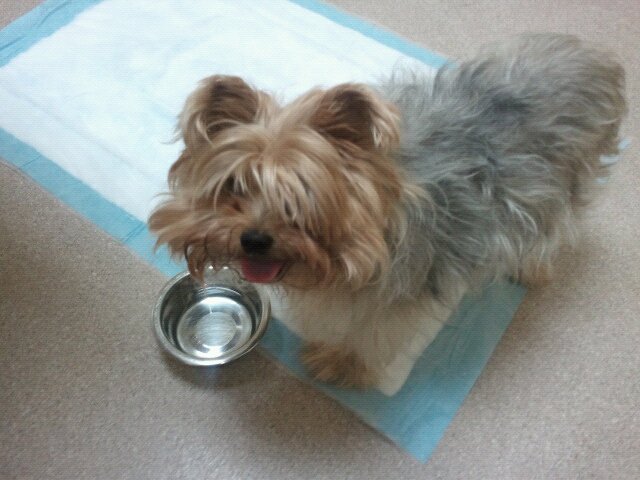 Wasabi at the vet.