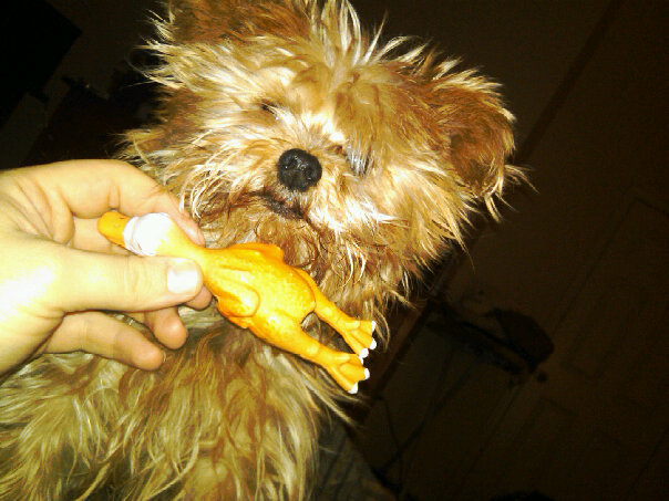 Wasabi with his chicken