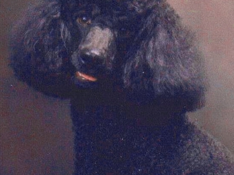 photo caption