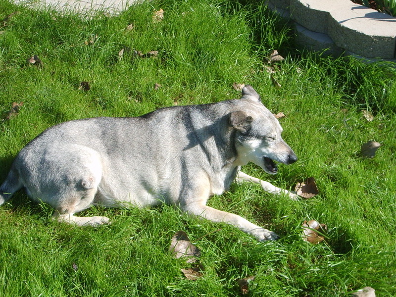 photo captioncatching a few rays in the backyard aaaahhhh love it!