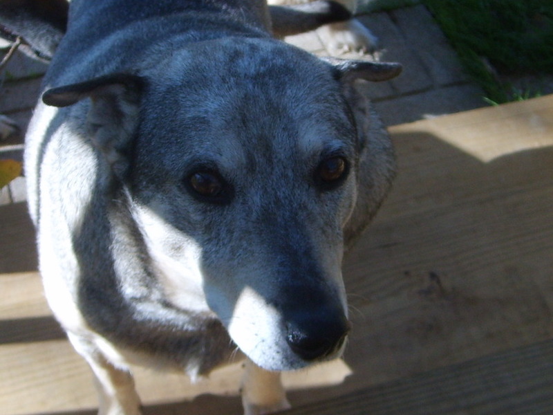 photo captionDid someone say treat, I'm waiting!