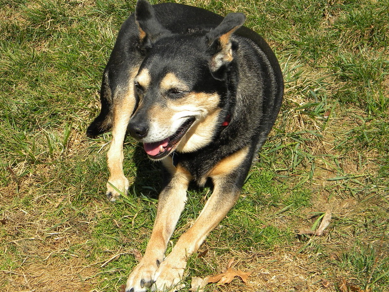 Xena loved to sit in the yard in the sun.