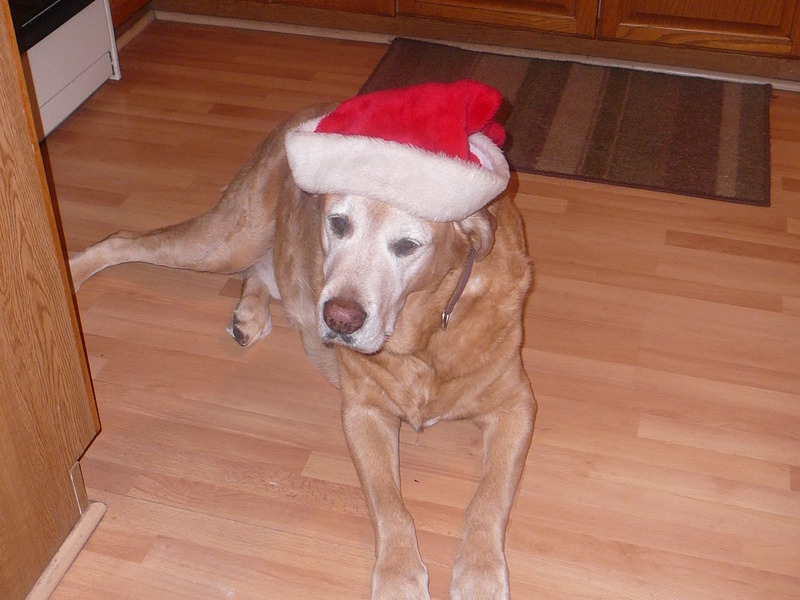 Christmas Dog :)