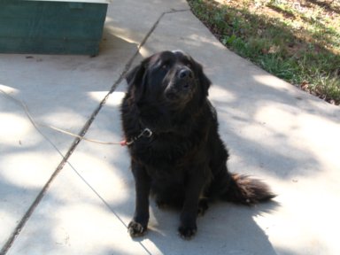 Yogi wanting his daily treat