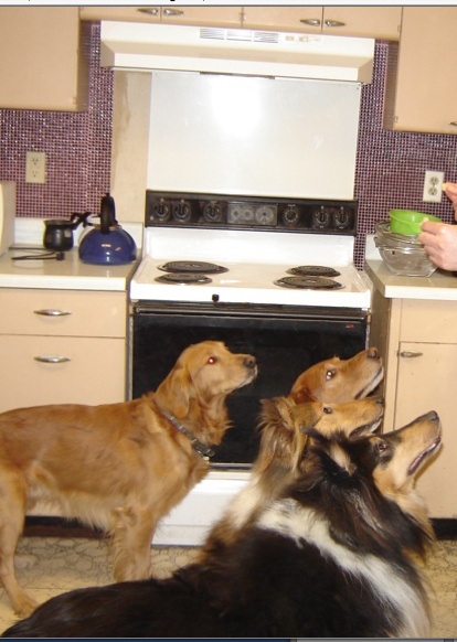 Molly in front with other dogs